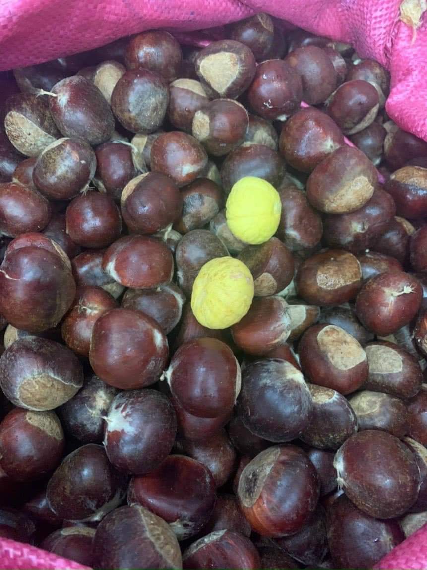 Hạt dẻ Cao Bằng (1kg)
