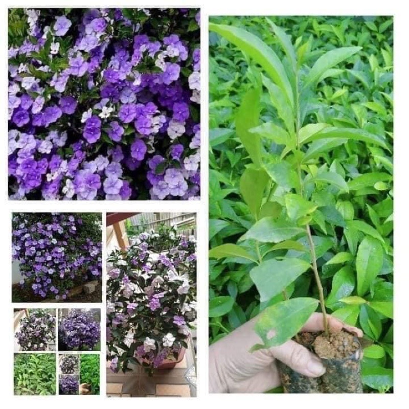 Cây hoa nhài nhật(1 bầu cây giống)