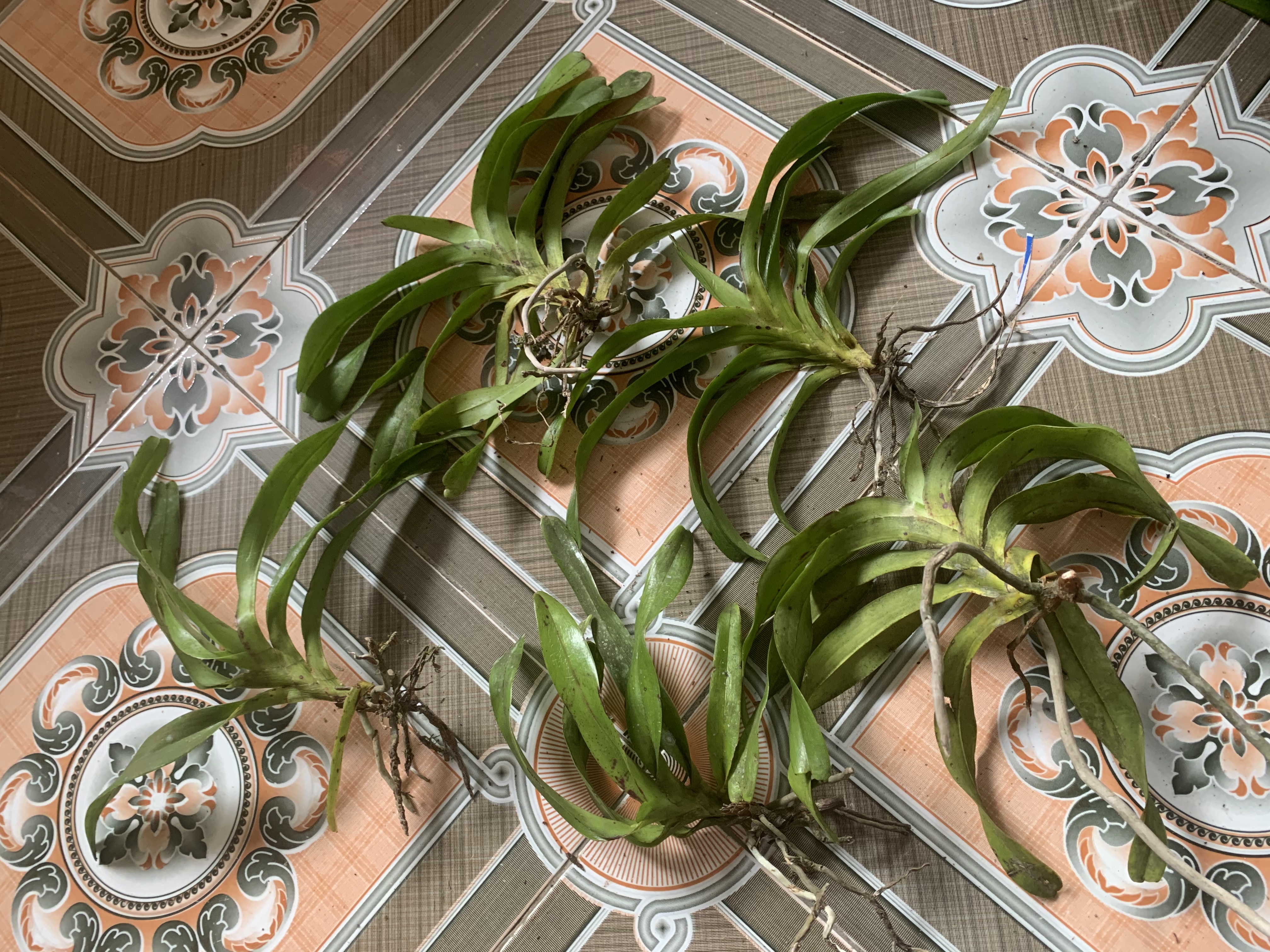 Hoa phong lan quế trắng tháng 8
