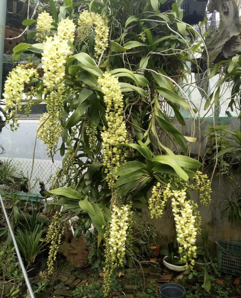 Hoa phong lan quế trắng tháng 8