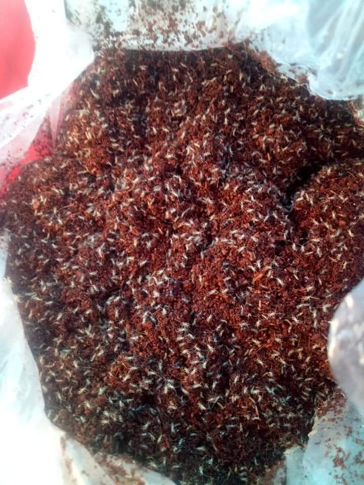Trứng dế mèn thái vàng 48h