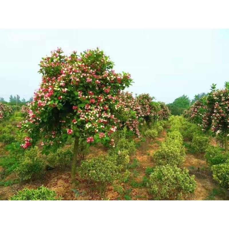 Cây hoa đại cát(mua 5 tặng 1)
