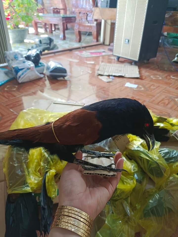 Bìm bịp giả