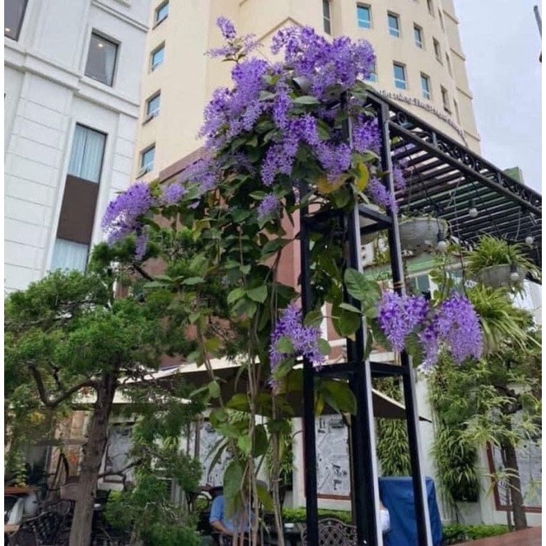Hoa mai xanh Thái(1 bầu cây)
