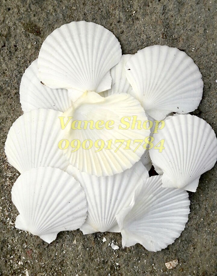 Vỏ SÒ ĐIỆP TRẮNG 100gr