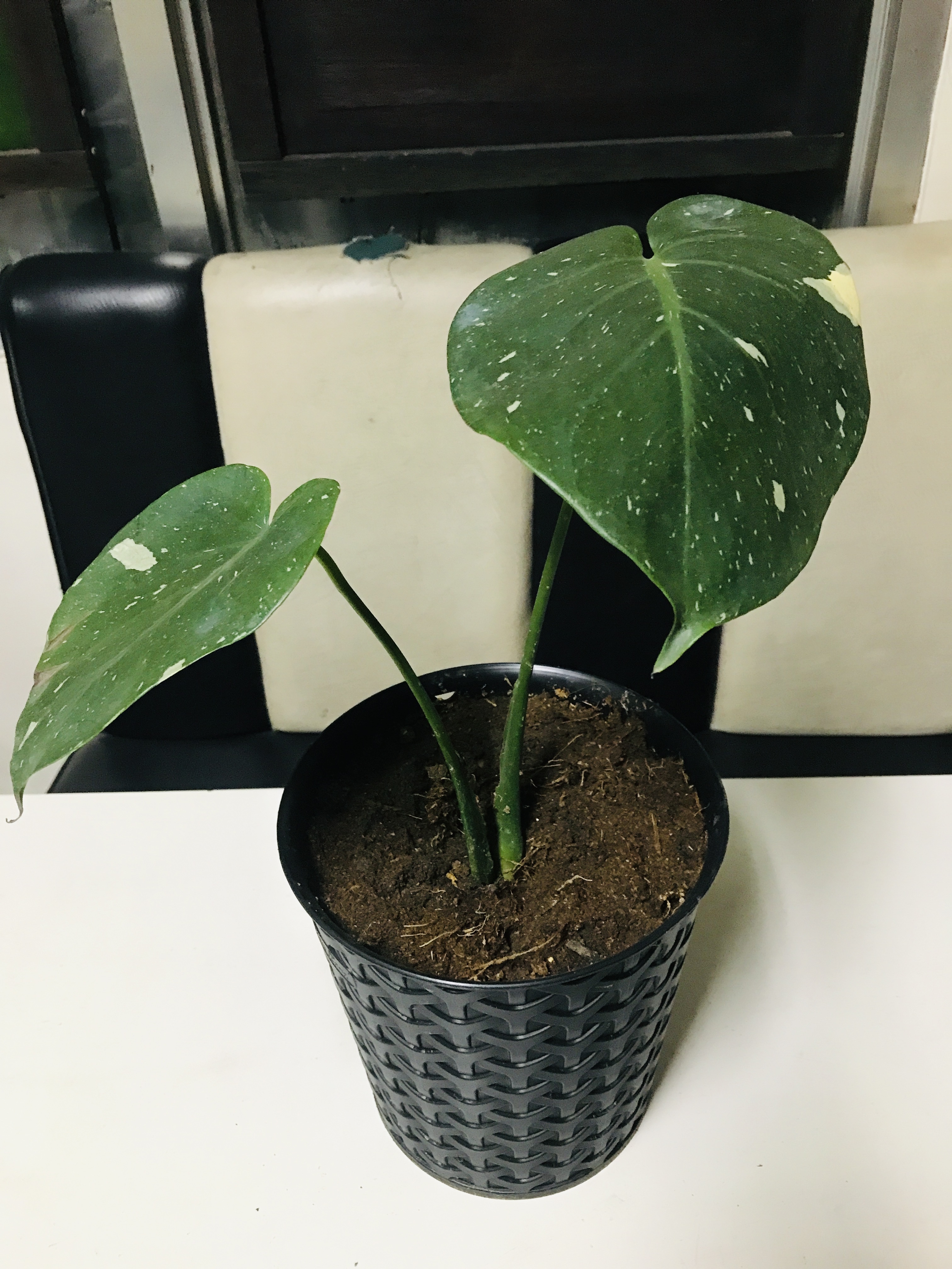 Monstera Thai Constilation | Lazada PH