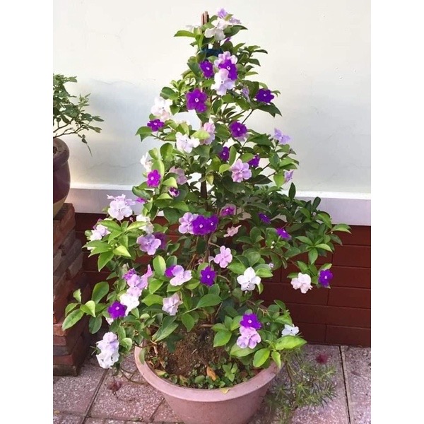 Cây hoa nhài nhật(1 bầu cây giống)