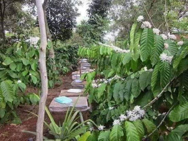 Mật ong rừng nguyên chất chai 1lít