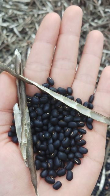 500g TRÀ ĐẬU ĐEN GẠO LỨT LÁ DỨA (LÁ NẾP THƠM)