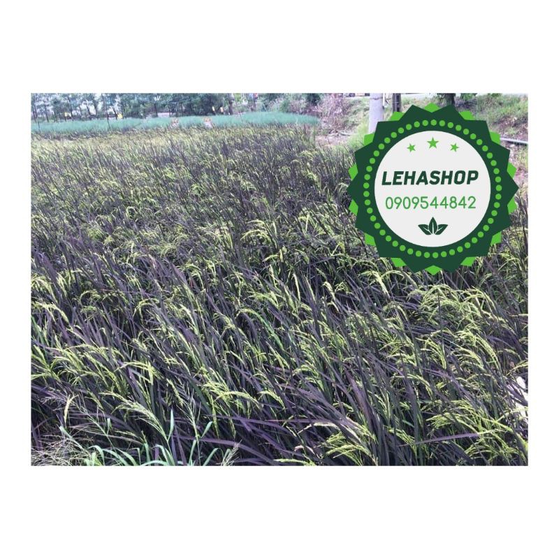 BỘT GẠO TÍM THAN RANG CHÍN (GẠO ĐEN) 1KG