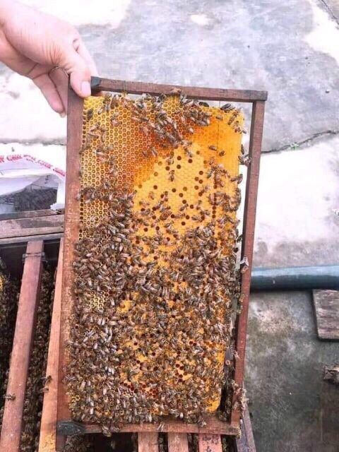 Mật ong rừng nguyên chất chai 1lít