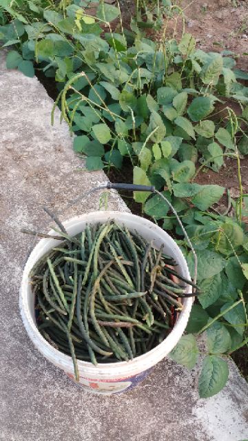 500g TRÀ ĐẬU ĐEN GẠO LỨT LÁ DỨA (LÁ NẾP THƠM)