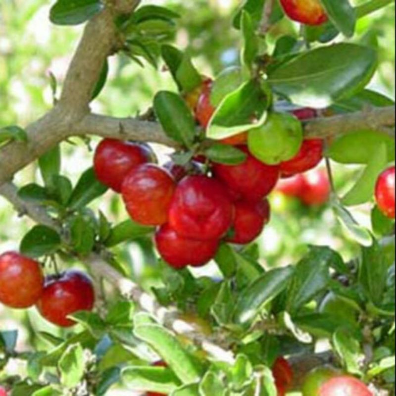 Mứt sơri gói 500g