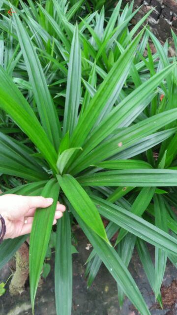500g TRÀ ĐẬU ĐEN GẠO LỨT LÁ DỨA (LÁ NẾP THƠM)
