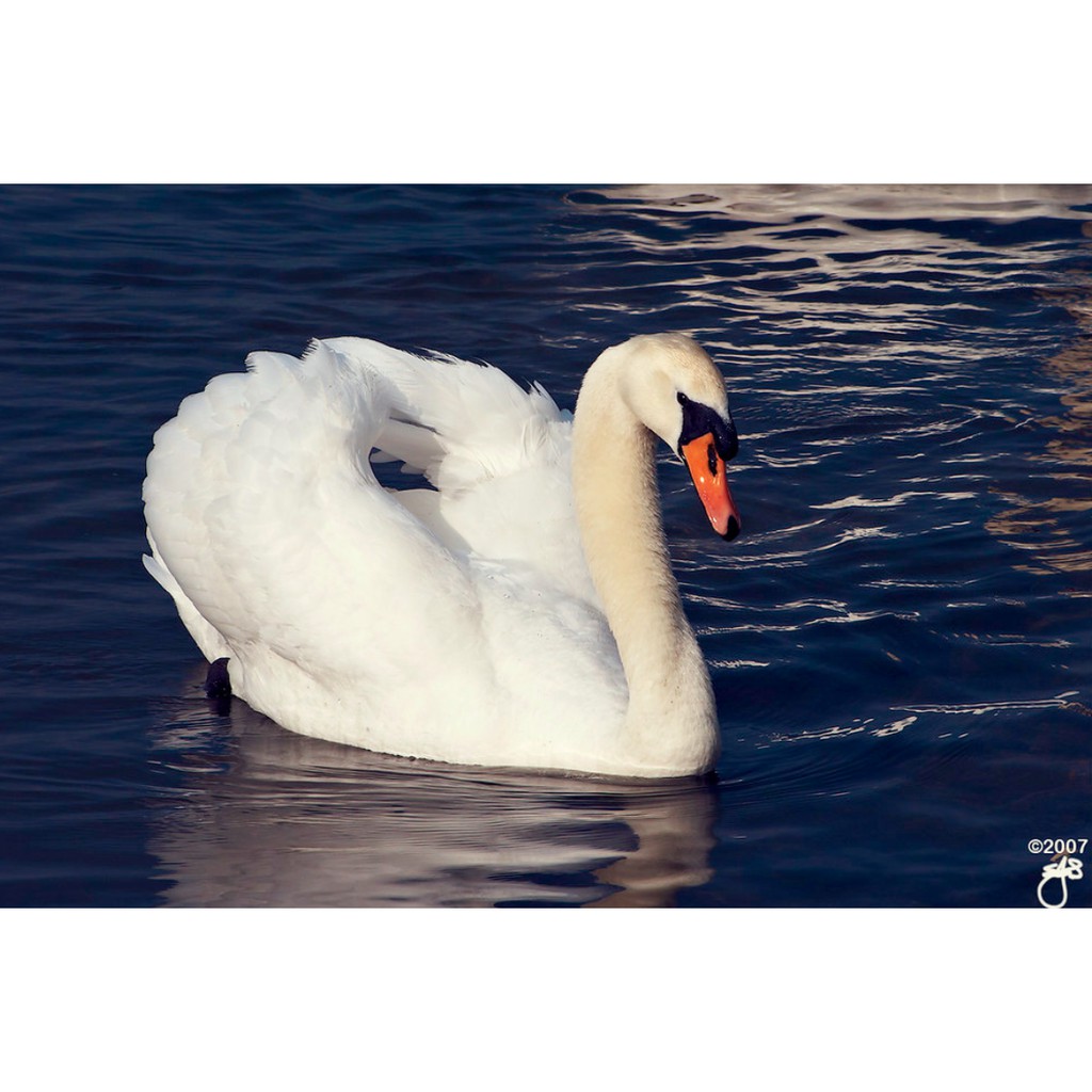 Ống kính máy ảnh Canon EF 75-300 mm f4-5.6 IS USM AF cho máy Crop và FF của Canon