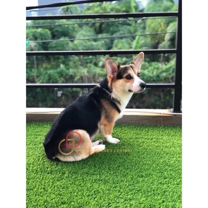 ALAS KANDANG 25 x 25 cm rumput alas kandang kelinci sugarglider kucing