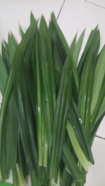 Trà lá dứa (lá nếp thơm) 100g