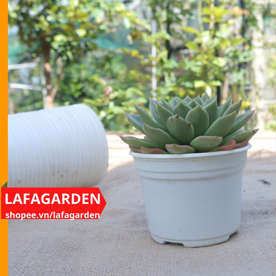 Chậu trồng sen đá (105x80mm) giá sỉ 1 bao 700 cái