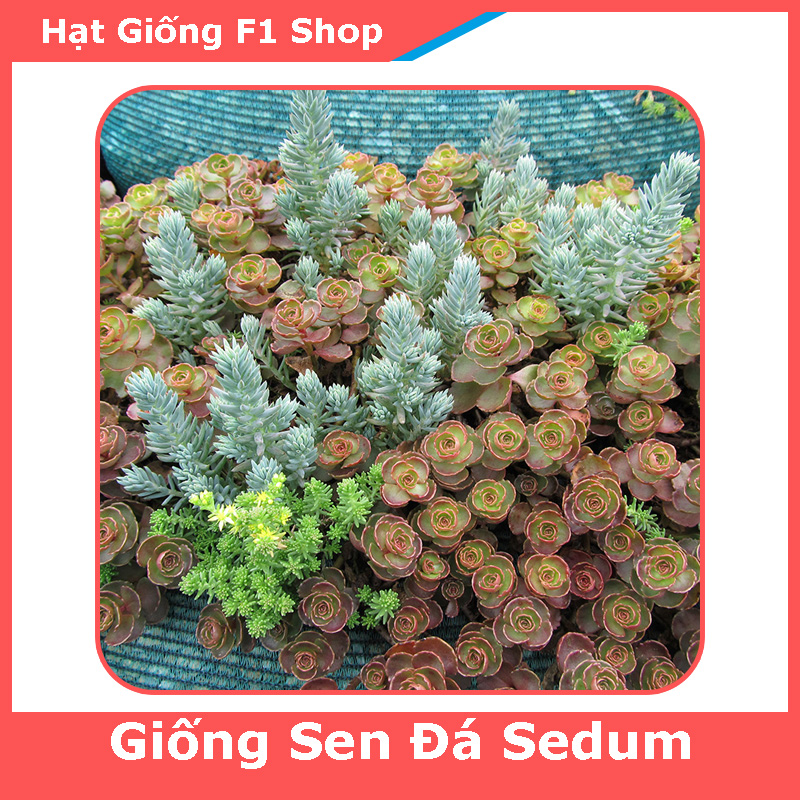 Hạt Giống Sen Đá Sedum Mix Chịu Hạn (50H) (286.F1)