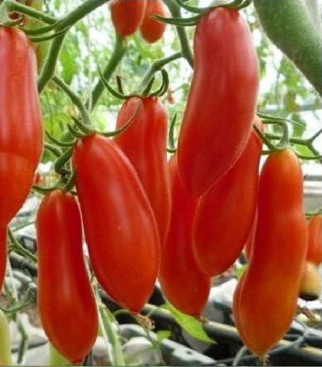 Hạt giống cà chua ngón tay đỏ KS - Gói 30 hạt
