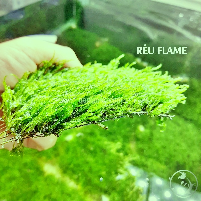 Rêu Flame - Rêu lửa || Dòng rêu thuỷ sinh đẹp, dễ trồng
