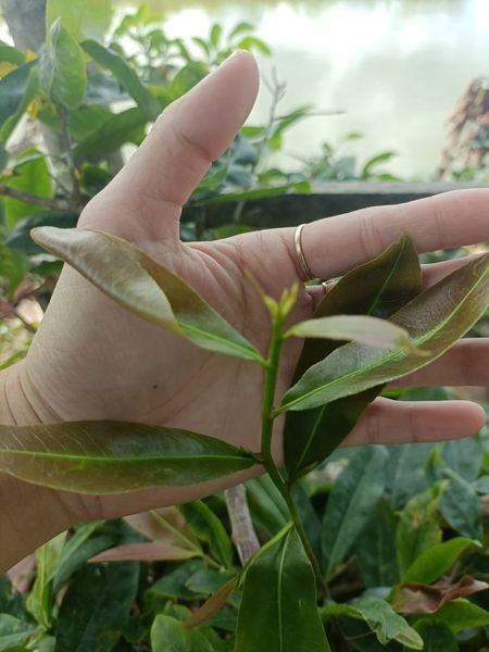 SIÊU BUNG ĐỌT MAI CAN 5 LÍT SIÊU TO SIÊU TIẾT KIỆM