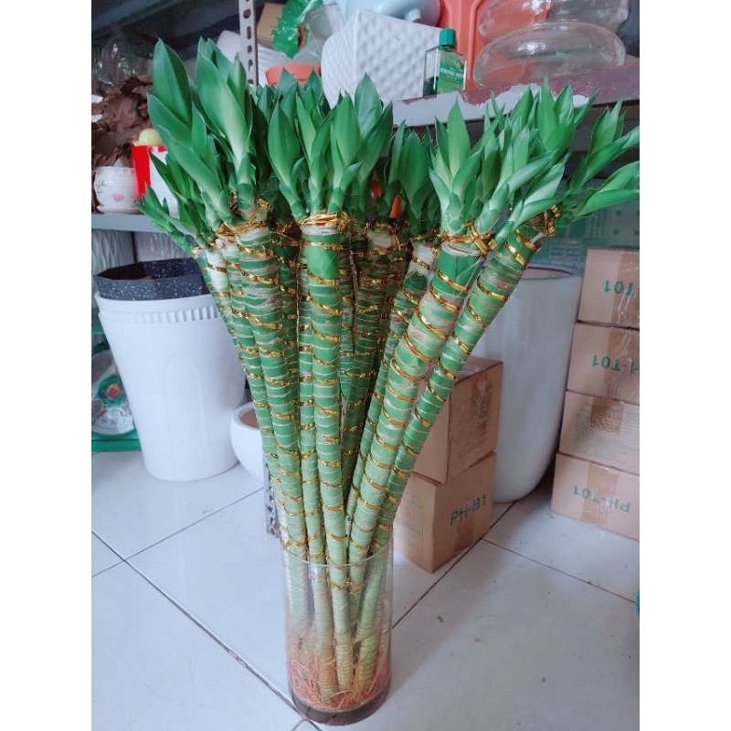 Trúc phú quý bán lẻ từng cây