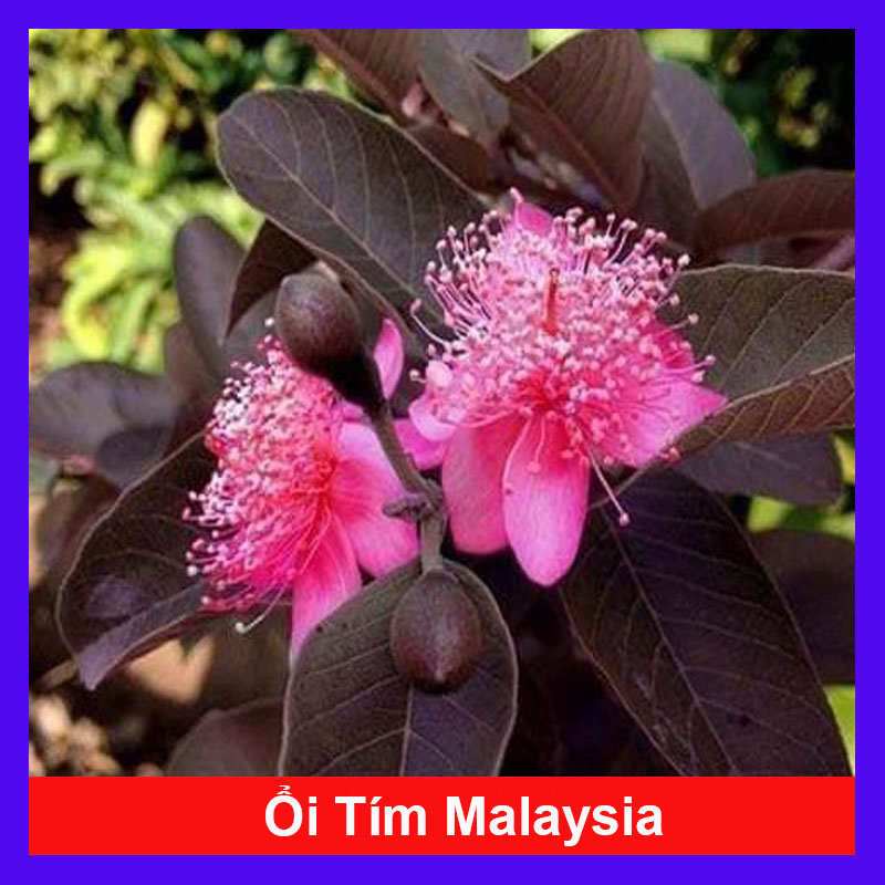 Cây Ổi Tím Malaysia - cây ăn quả