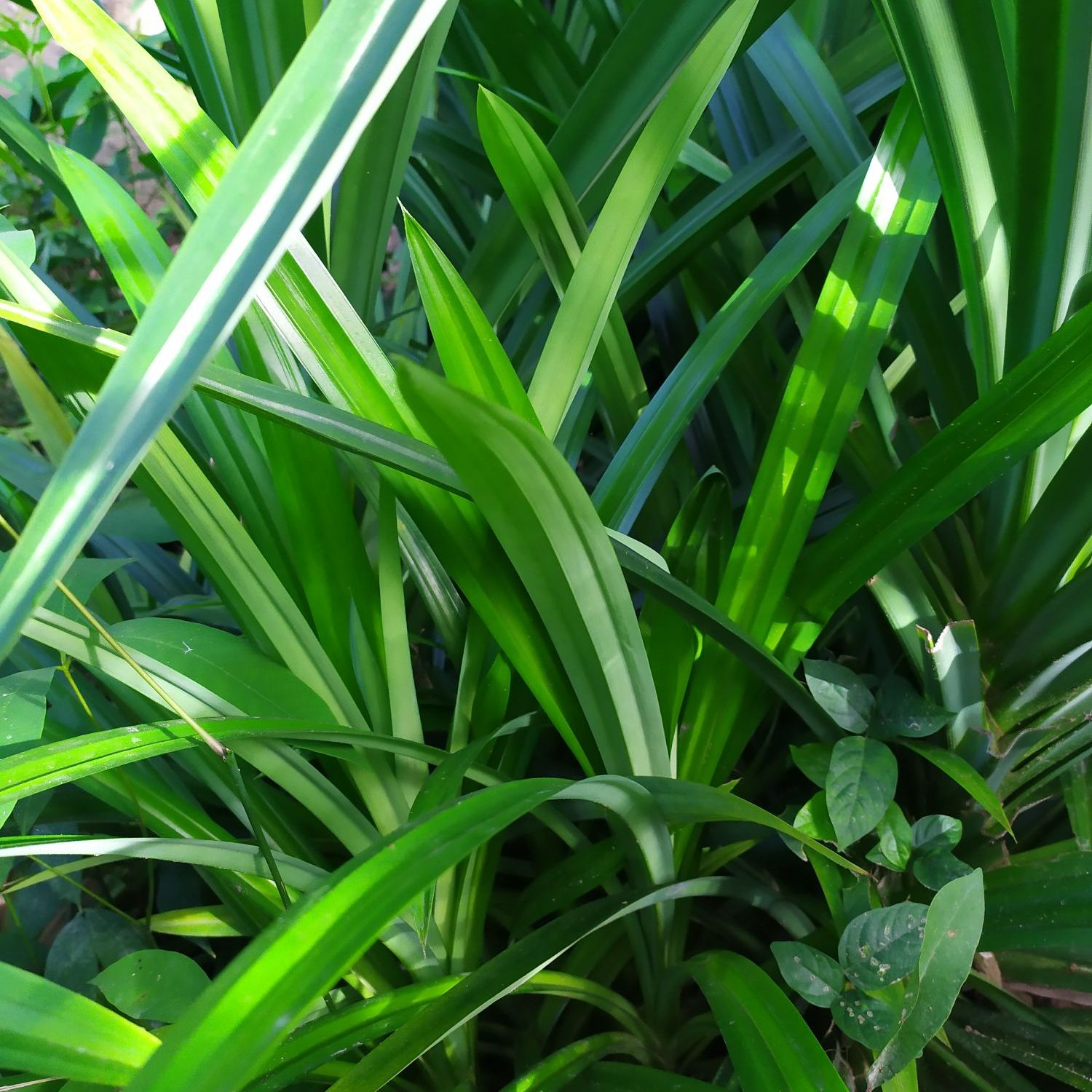 Cây Lá Dứa Thơm  4 cây