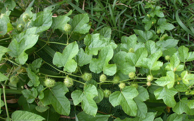 Cây lạc tiên (chùm bao )- cây giống