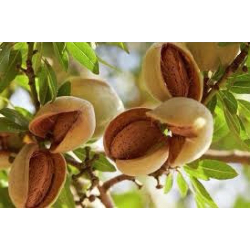 HẠNH NHÂN RANG BƠ [ 500g , Giá Huỷ Diệt ]
