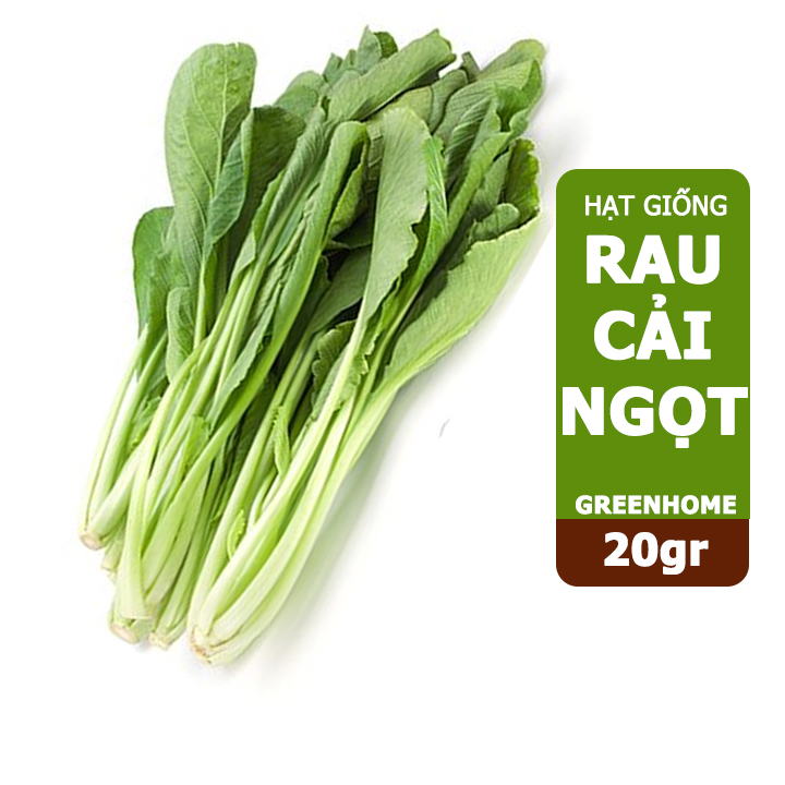 Hạt giống rau Cải ngọt, gói 20g, dễ trồng, thu hoạch nhanh R03