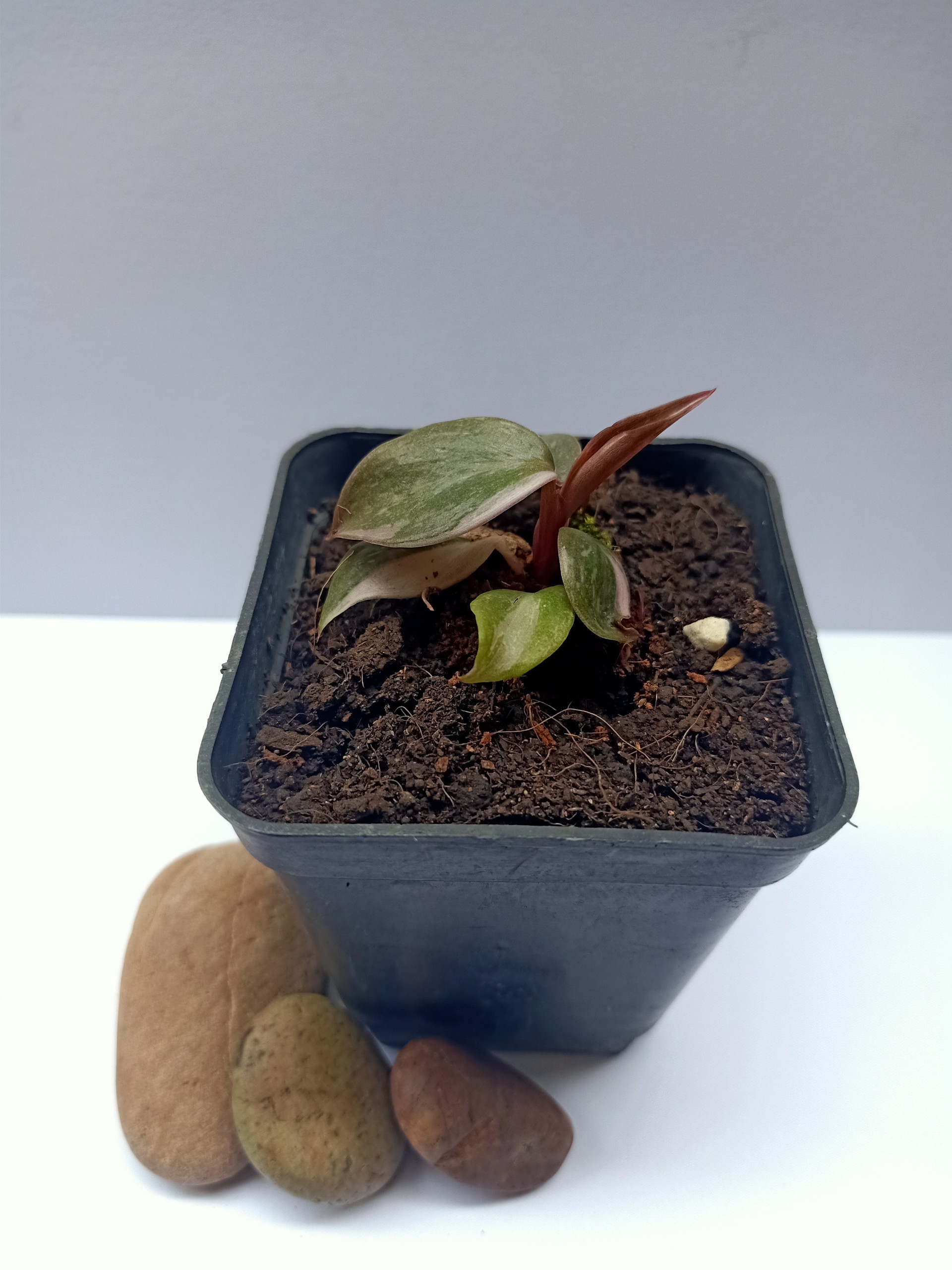 Công Chúa Hồng (Philodendron pink princess)