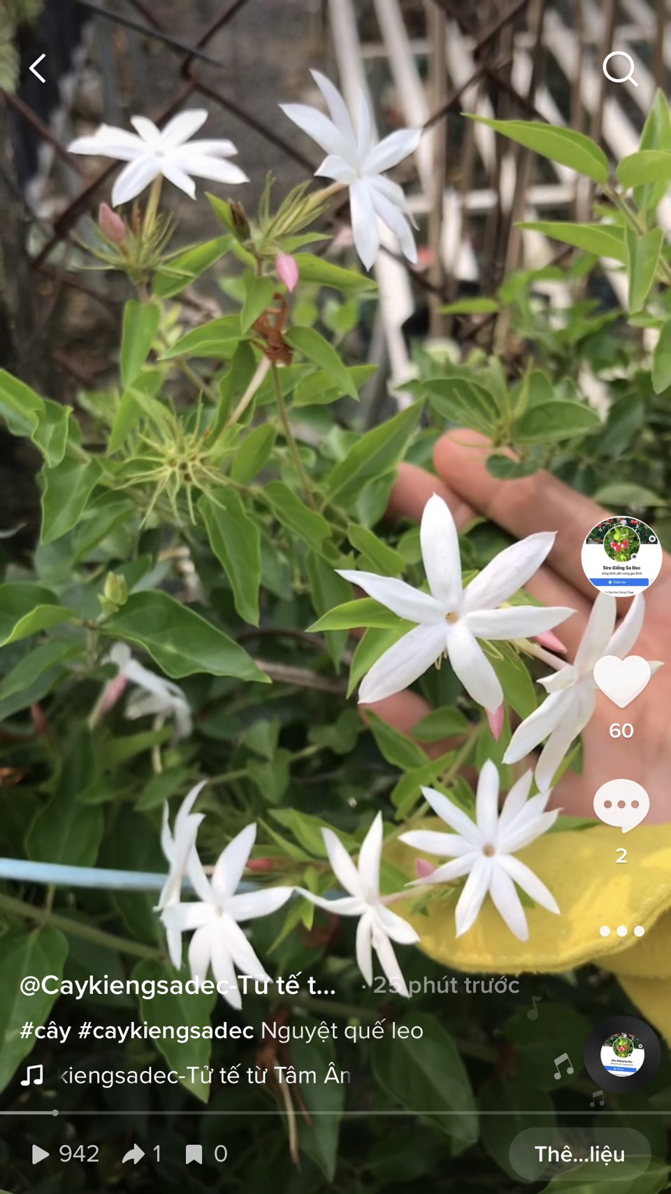 caykiengsadec nguyệt quế leo tặng phân bón