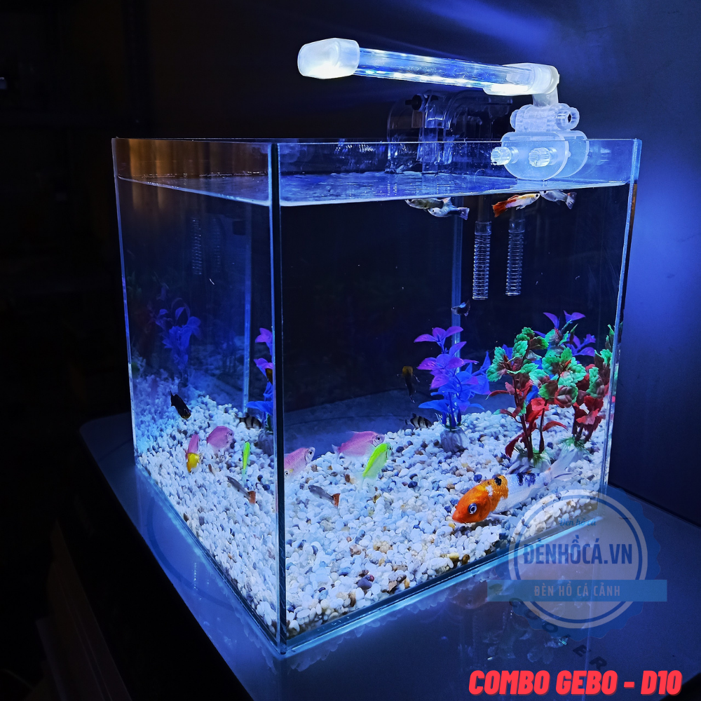 Hồ cá mini cubic 25cm để bàn