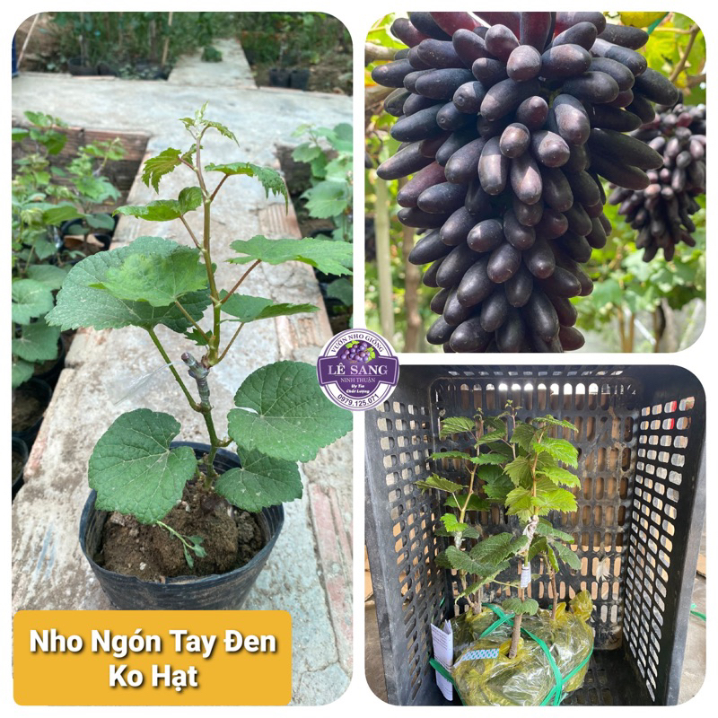 Cây Nho Giống Ngón Tay Đen Không Hạt (Tặng phân bón khi 2 Cây trở lên)