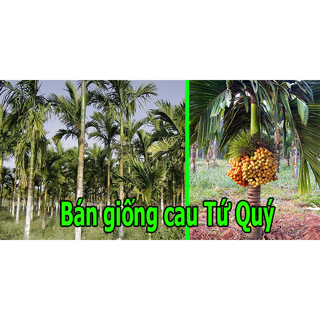 cây giống cau tứ quý (cau tứ thì) size lớn cao 1,5m-2m