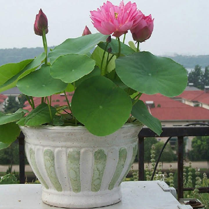 [HCM]Hạt Giống Sen Nhật Mini (10 hạt - nhiều màu)