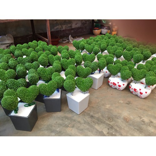 Thuốc Kích Thích Ra Rễ Cây Trồng N3M (Hộp 500g)