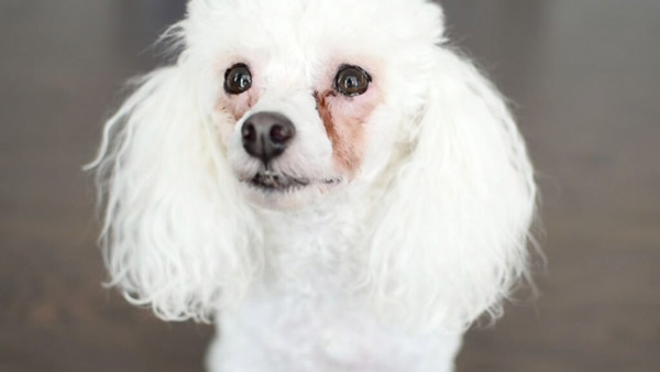 Thuốc chữa chảy nước mắt ở chó mèo (đặc biệt là Poodle)