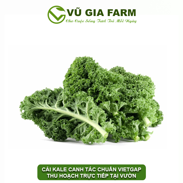 Vg farm cải xoăn đà lạt lâm đồng