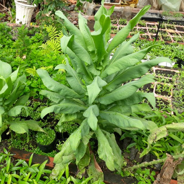 cây giống bồ công anh