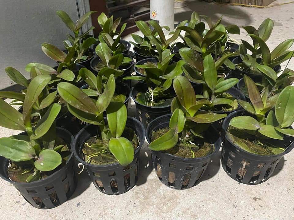 hOA LAN VÀNG ĐỎ XỔ 5%