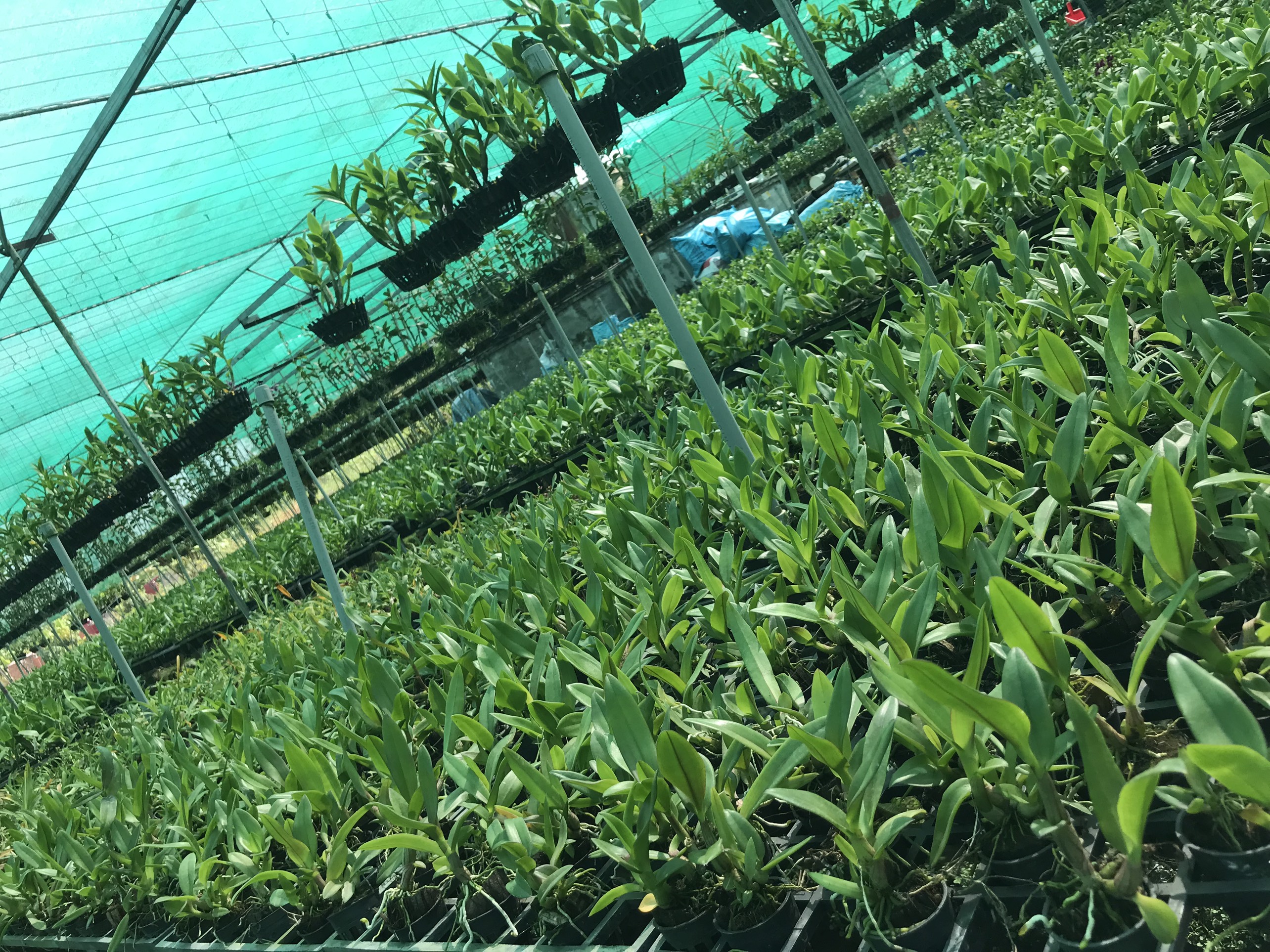 HOA LAN NẮNG 4N XƯA