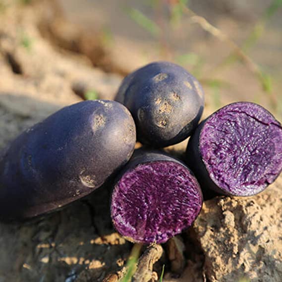 CỦ GIỐNG KHOAI TÂY TÍM