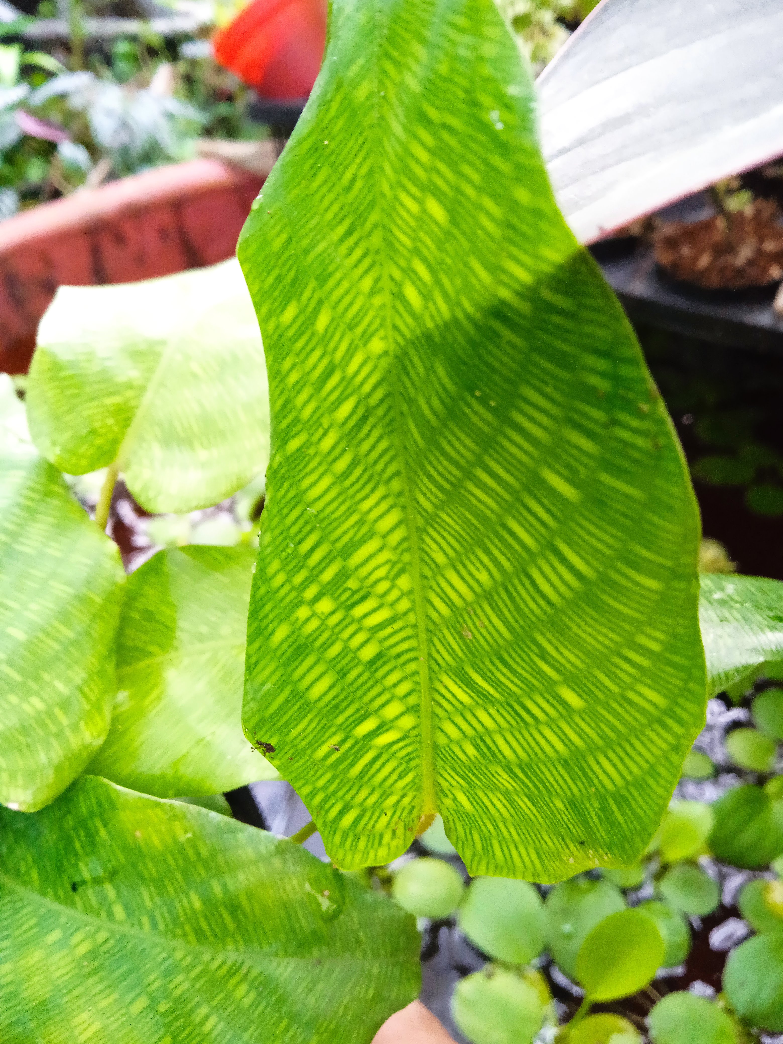 Calathea Musaica – Đuôi công Network Musaica