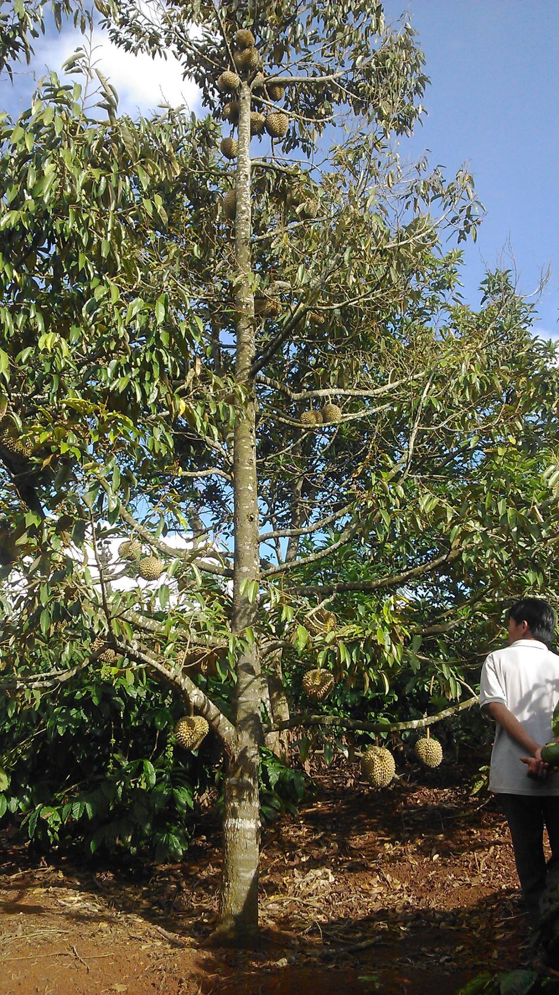 Cây giống Sầu Riêng Chuồng Bò. [ Giống ghép đầu dòng ].
