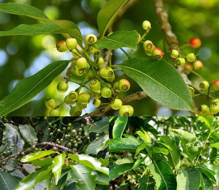 Cây lá vối nếp - cây giống