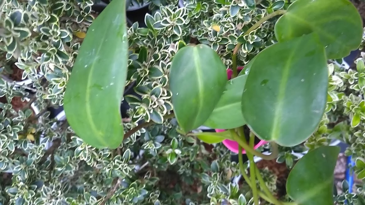 Cây trầu tỷ phú - Trầu bà tỷ phú