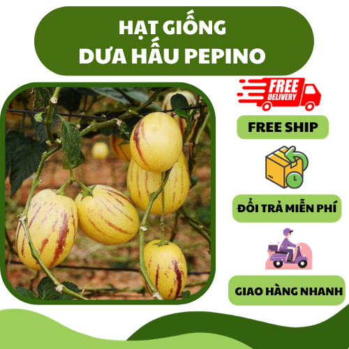 Hạt giống dưa hấu pepino - thanh mát, mọng nước